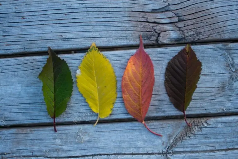 leaves changing with the seasons